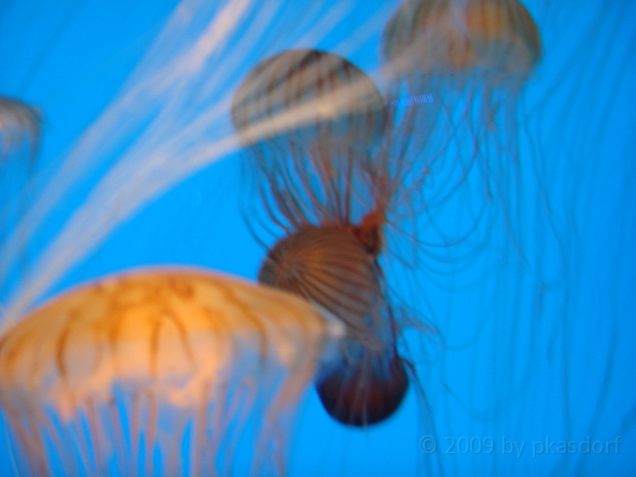 Baltimore [2009 July 02] 156.JPG - Scenes from Baltimore's Inner Harbor.
